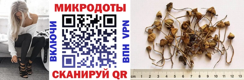 наркотики  Пущино  Галлюциногенные грибы Psilocybine cubensis 